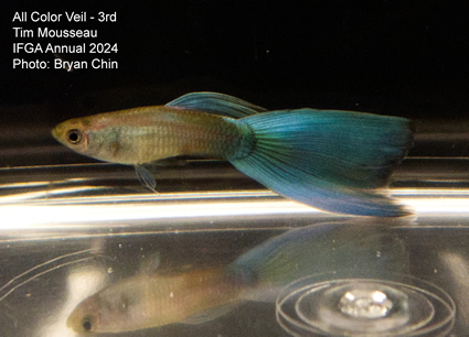 guppy veil green